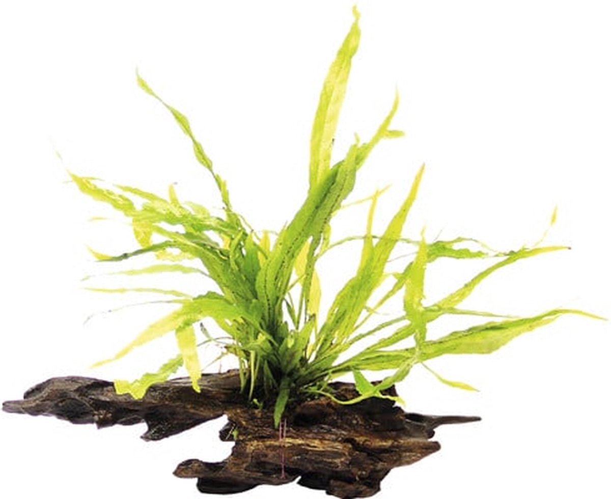 Aquaflora Driftwood met Microsorum Mix | Nano Waterplant