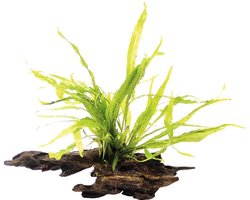 Aquaflora Driftwood met Microsorum Mix | Nano Waterplant