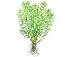 Aquaflora Myriophyllum Guyana | in 5 cm pot