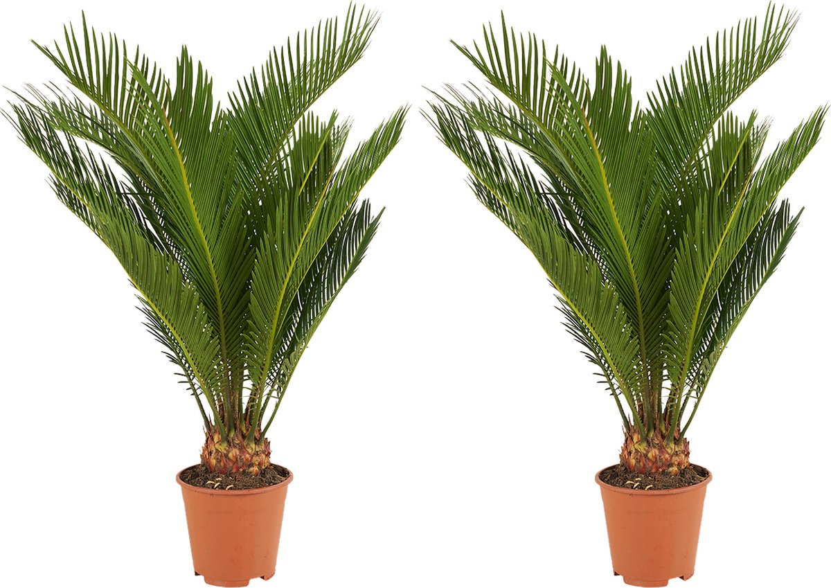 Bloomique - Set van 2 - Cycas Revoluta - Vredespalm - Sagopalm - Palmvaren - Kamerplanten - Zeer Gemakkelijk te Verzorgen - 40-50 cm Hoog - Pot 15 cm