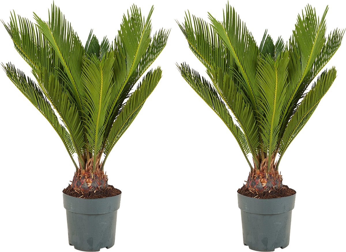 Bloomique - Set van 2 - Cycas Revoluta - Vredespalm - Sagopalm - Palmvaren - Kamerplanten - Zeer Gemakkelijk te Verzorgen - 60-80 cm Hoog - Pot 17 cm
