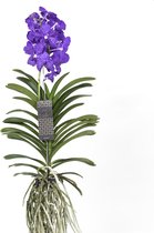 Orchidée Vanda En Pot Avec Support - Bleu-Violet, Hauteur 70 Cm - Plante Tropicale Déco Intérieur