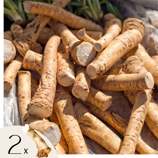 Plant in a Box – Mierik – 2 stuks – Armoracia rusticana – Groenteplant