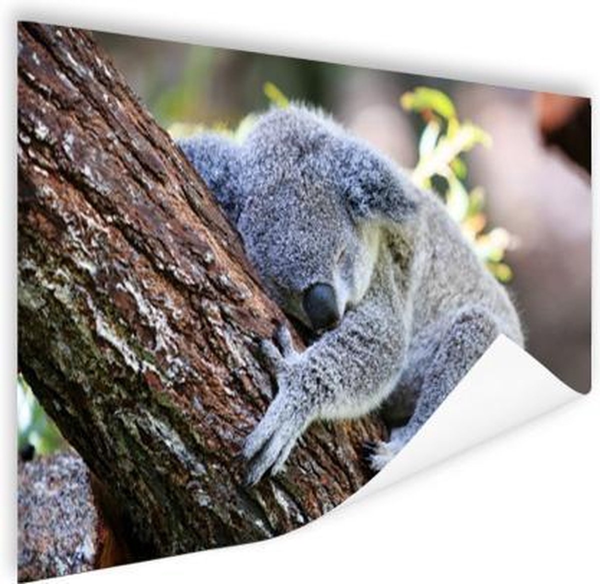 Poster Koala - Boomstam - Knuffel - Kids - Jongens - Meiden - 180x120 cm XXL