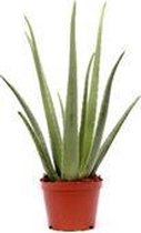 Kamerplant van Botanicly – Aloe Vera – Hoogte: 65 cm