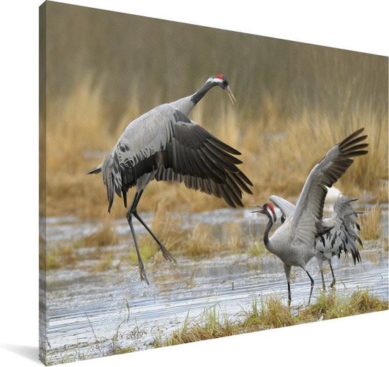 Grues européennes en eaux peu profondes Toile 180x120 cm - Tirage photo sur toile (Décoration murale salon / chambre) XXL / Groot format!