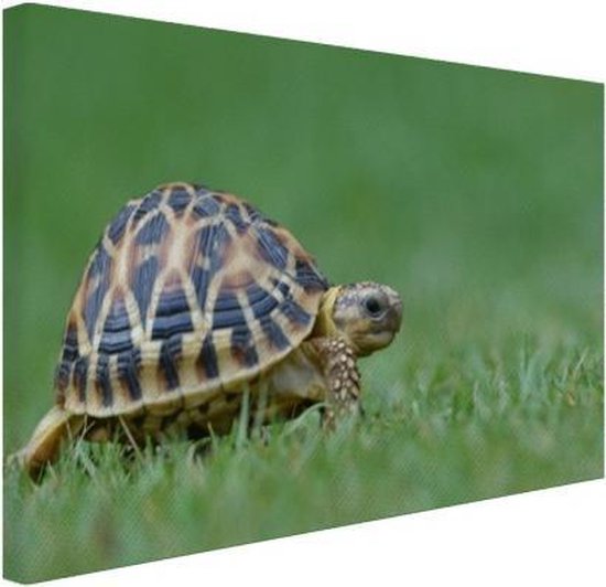 Canvas schilderij 180x120 cm - Wanddecoratie Schildpad op gras - Muurdecoratie woonkamer - Slaapkamer decoratie - Kamer accessoires - Schilderijen