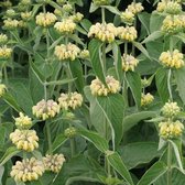 6 x Phlomis Russeliana - Brandkruid pot 9x9 cm- Geelbloeiende Vaste Plant