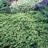 Juniperus Procumbens 'Nana' - Genévrier rampant 'Nana' 25-30 cm pot
