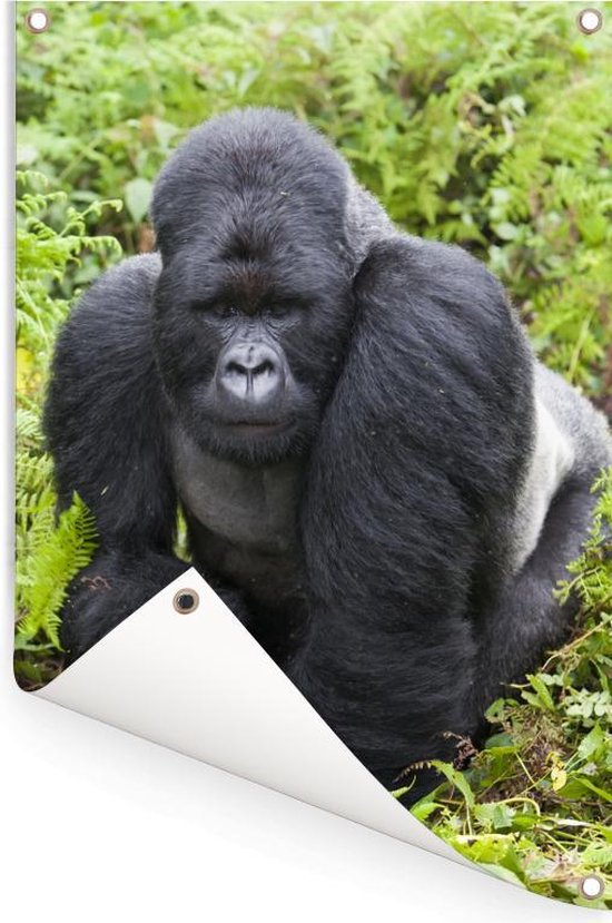 Un Gorilla promène dans les feuilles vertes Affiche de jardin 80x120 cm - Toile de jardin / Toile d'extérieur / Peintures pour l'extérieur (décoration de jardin)