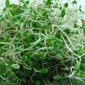 Alfalfa kiemzaden biologisch (Medicago sativa) 250 g