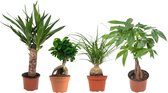 Kamerplanten van Botanicly – 4 × Tropische groene planten mix – Hoogte: 35 cm – Ficus GinSeng, Beaucarnea, Pachira, Yucca
