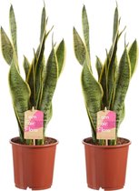 Kamerplanten van Botanicly – 2 × Vrouwentongen – Hoogte: 50 cm – Sansevieria trif. Laurentii