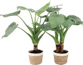 Kamerplanten van Botanicly – 2 × Olifantsoor incl. sierpot champagne kleurig sierpot als set – Hoogte: 60 cm – Alocasia Cucullata