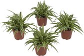 Kamerplanten van Botanicly – 4 × Graslelie – Hoogte: 20 cm – Chlorophytum comosum