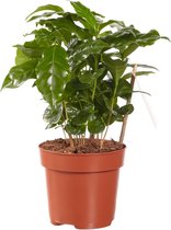 Kamerplant van Botanicly – Koffieplant – Hoogte: 25 cm – Coffea Arabica