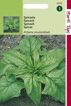Hortitops Zaden - Épinards d'Amsterdam Sharp Seeds 15 grammes