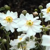 6 x Anemone Hybride 'Whirlwind' - Japanse Anemoon pot 9x9 cm - Witte bloemen met gele meeldraden