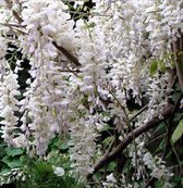 Wisteria sinensis 'Alba' - Blauwe regen 80-100 cm in pot