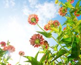 Tuinposter - Bloemen in de lucht