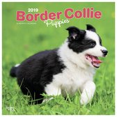 Border Collie Puppies Kalender 2019