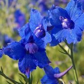 6 x Delphinium Grandiflorum 'Blauer Zwerg' - Ridderspoor pot 9x9cm - Blauwe bloemen