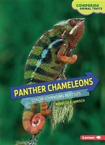 Panther Chameleons