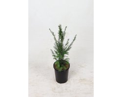 Venijnboom 40-60 cm (in pot) - Taxus baccata - Ø19 cm - inheemse plant - onderhoudsarm - het gehele jaar blikdicht