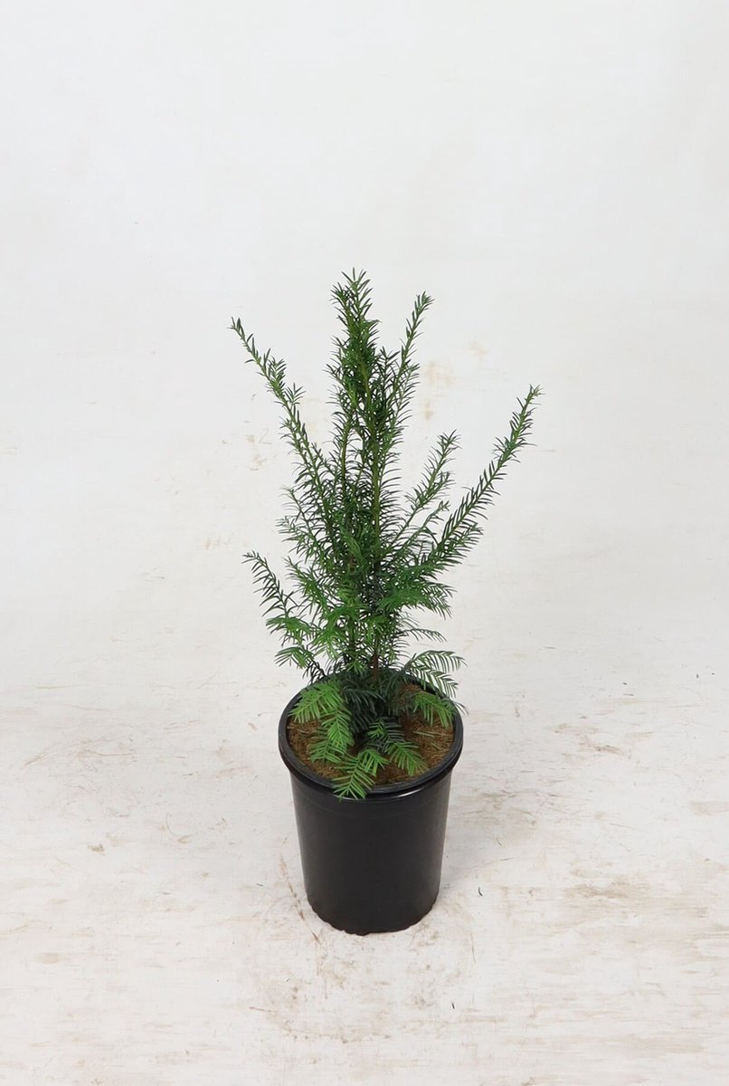 Venijnboom 40-60 cm (in pot) - Taxus baccata - Ø19 cm - inheemse plant - onderhoudsarm - het gehele jaar blikdicht