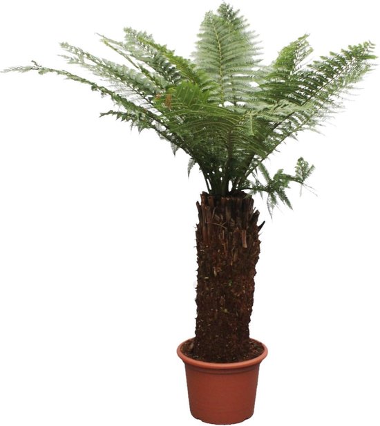 Tasmaanse boomvaren 6 Antarctica Dicksonia - 250cm - ø50