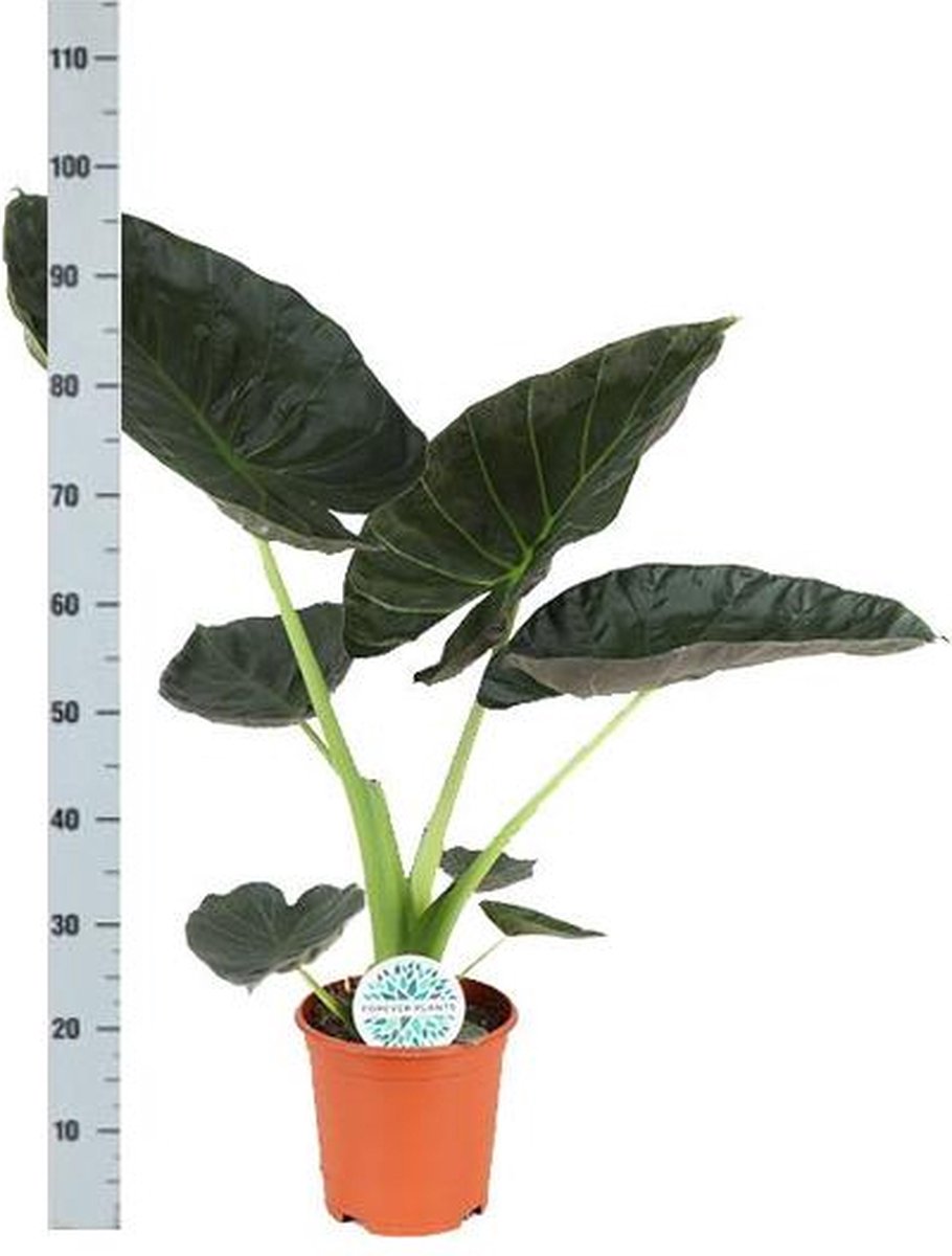 Alocasia Regal Shield Ø21cm - 100cm in Albury BLACK mand