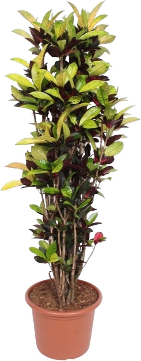 Codiaeum Iceton (Croton Iceton) - 190 cm - ø45