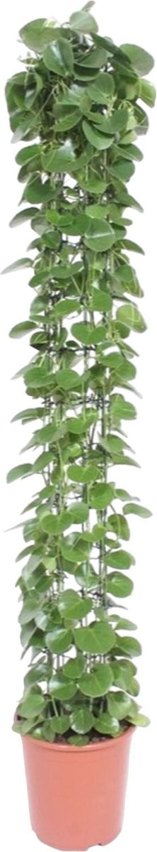 Cissus rotundifolia gaasrek - 160 cm - ø27