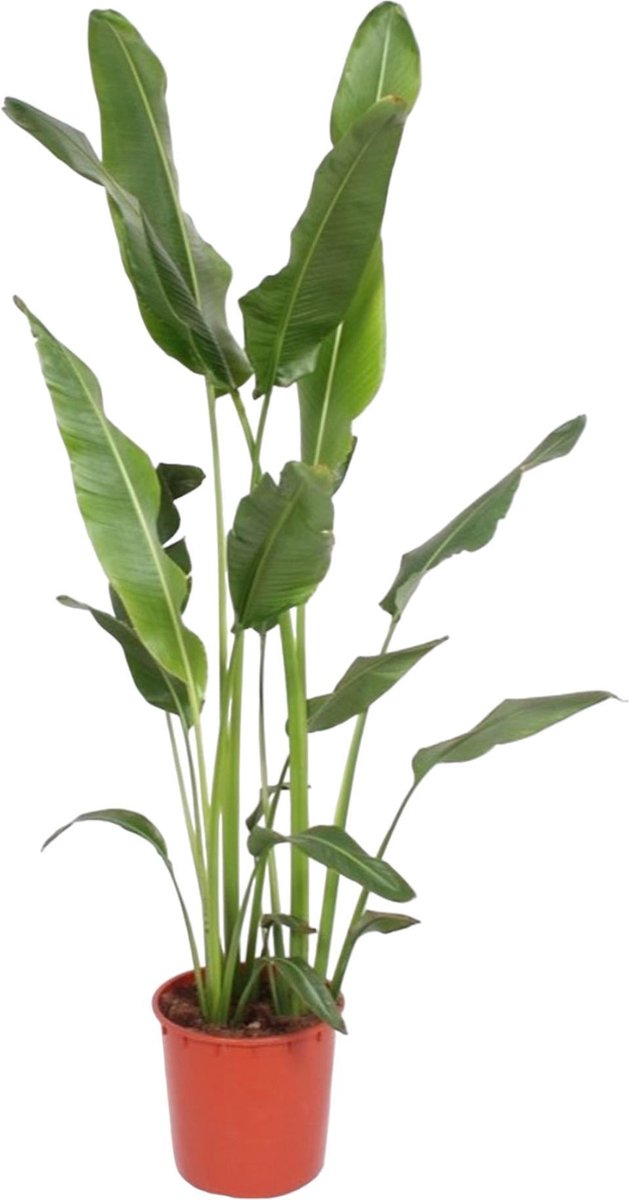 Ravenala Madagascariensis - 230 cm - ø34