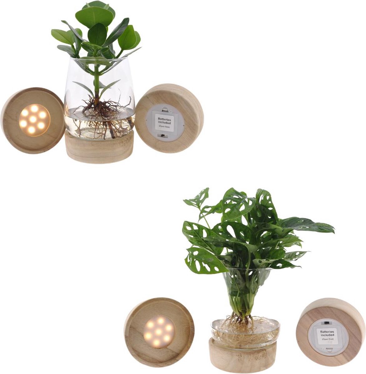 Green Harmony - Kingston glas + LED Duo Monstera/Clusia - 2 stuks - Ø12cm - 30cm