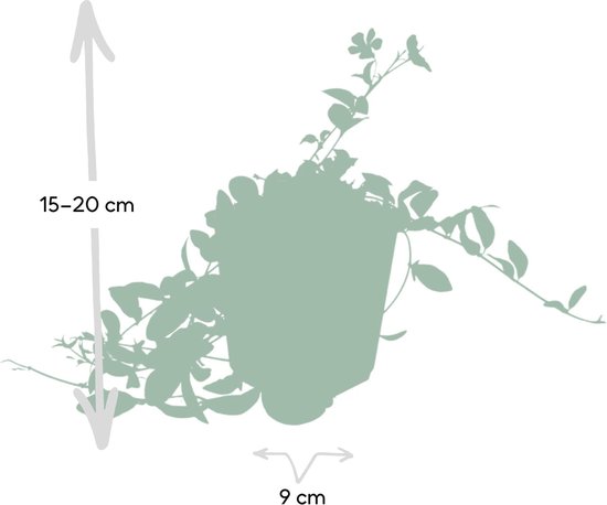 Set de 6 Petites Pervenche - Vinca minor bleu hauteur 15cm taille pot 9cm