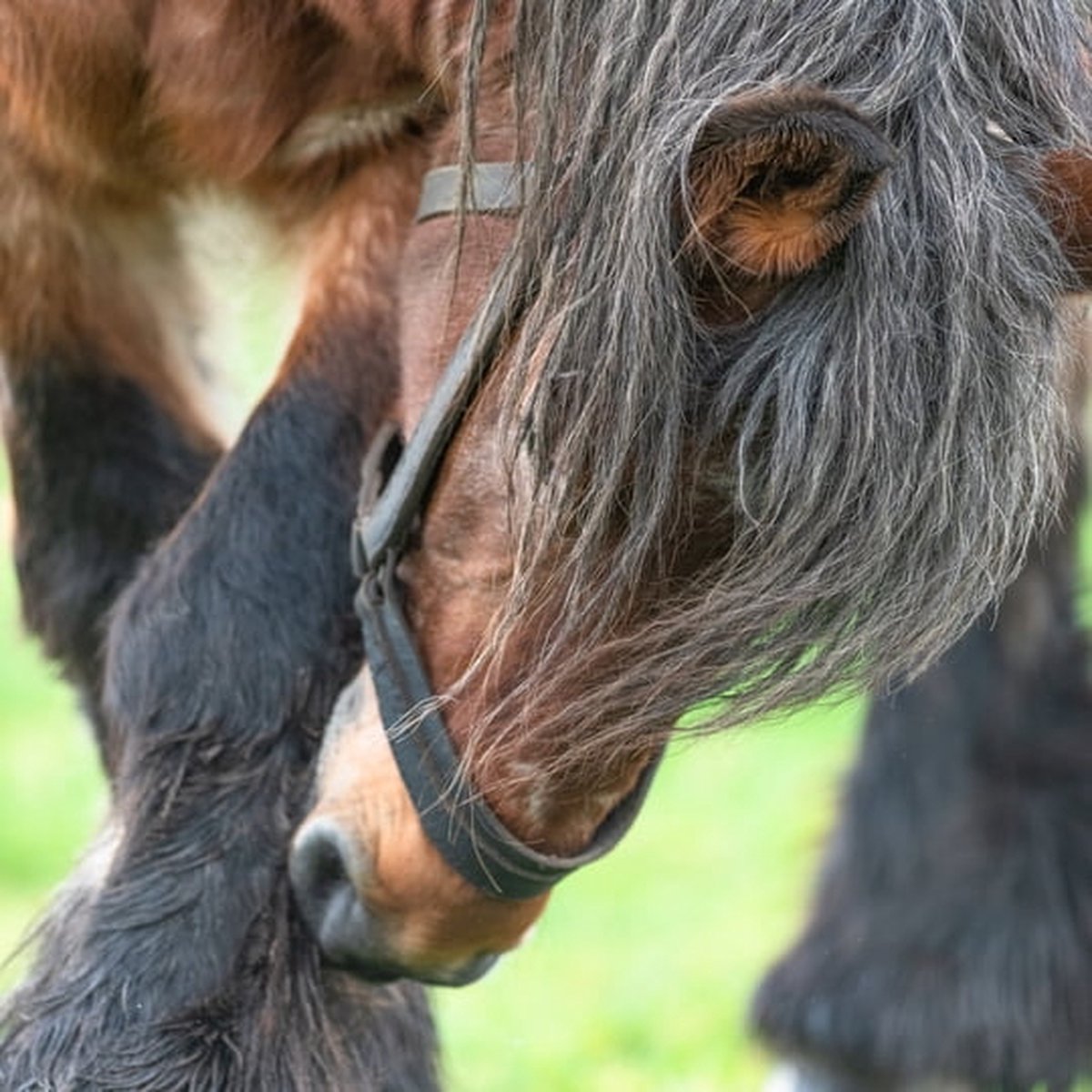 Trekpaarden TW24 - Foto - Ton van der Weerden - Fine Art Print op fotokwaliteit papier - 40 x 60 cm