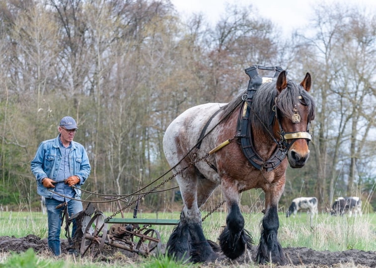 Passion For Art Trekpaarden TW27 - Poster - Ton van der Weerden - 40 x 60 cm kleur