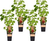 Plant in a Box - Ribes rubrum 'Jonkheer van Tets' - Aalbes - Set van 4 - Fruitstruik - Rode bessen - ⌀15cm - Hoogte 50-60cm