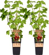 Plant in a Box - Ribes rubrum 'Jonkheer van Tets' - Aalbes - Set van 2 - Fruitstruik - Rode bessen - ⌀15cm - Hoogte 50-60cm