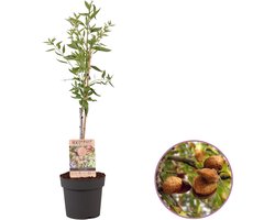 Amandelboom, Prunus dulcis - hoogte 70-95 cm- zelfbestuivend, winterhard
