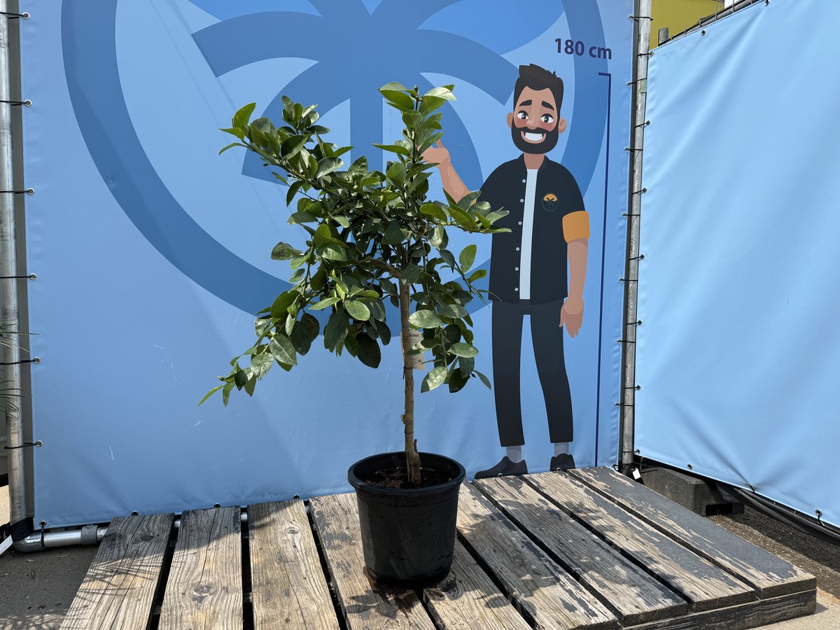 Sunny Tree Boom Limoenboom Citrus Latifolia Citrusplant Fruitboom 160 centimeter 8 jaar oude boom