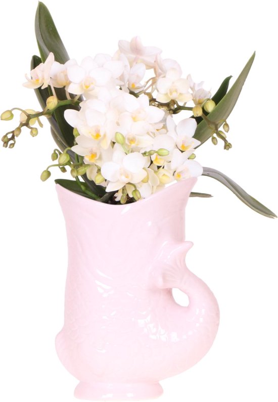 Kolibri Orchids | Witte orchidee 'Nazaré' + Fish pot roze - potmaat Ø9cm | bloeiende kamerplant - vers van de kweker