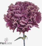 DutchFlowers - Boeket - 20x Dianthus merletto purple 60cm