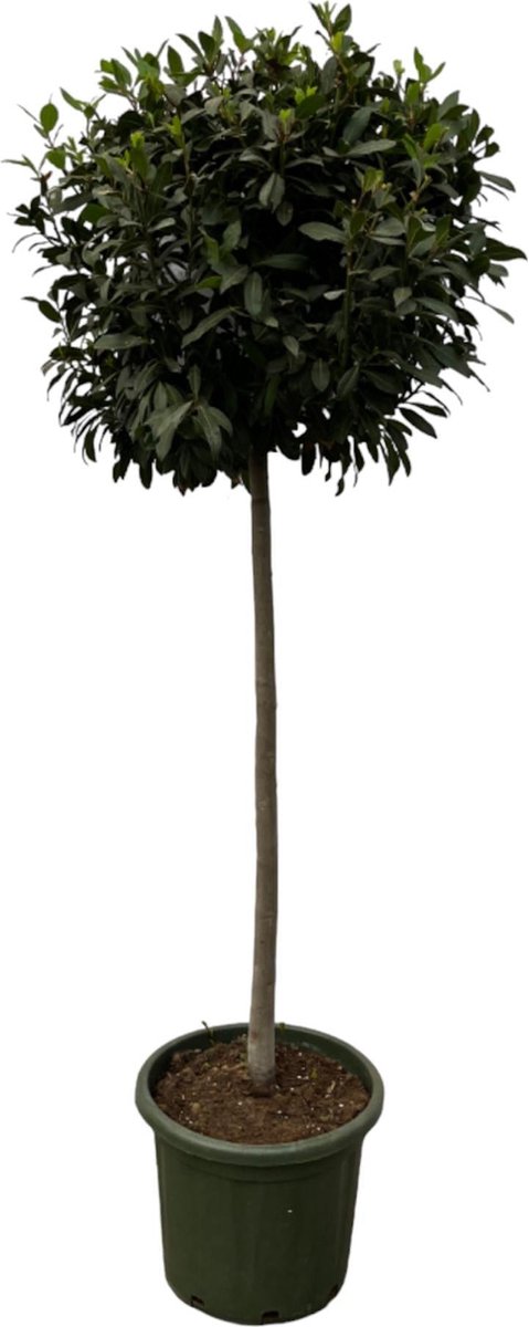 Laurus Nobulis stam - 200 cm - Ø45cm