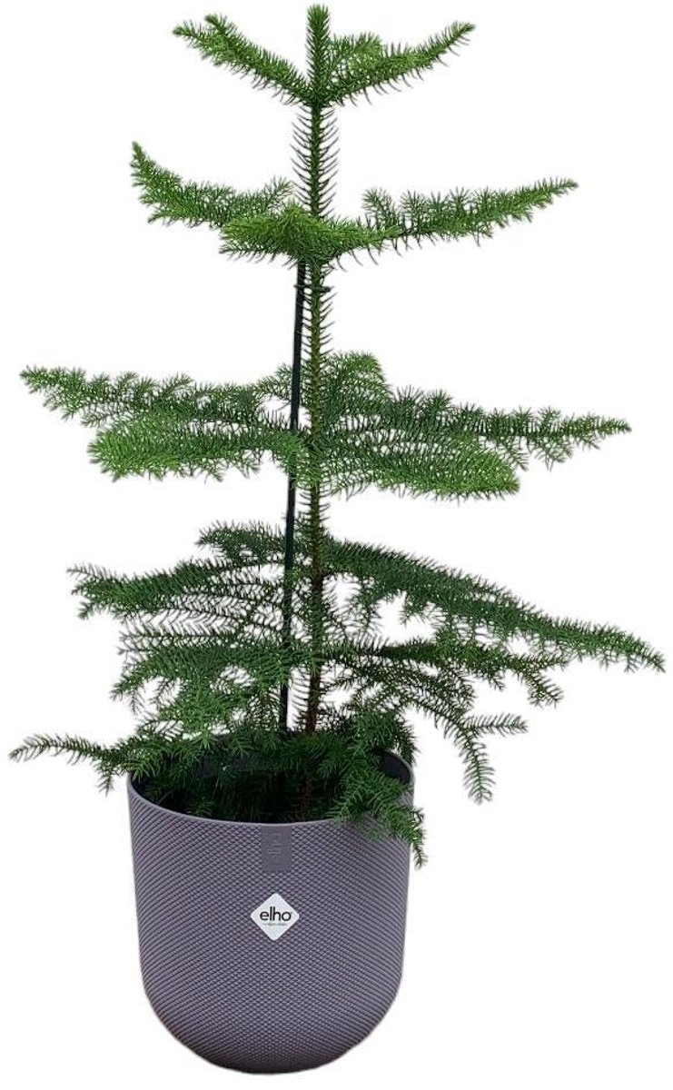 Combi deal - Araucaria (kamerden) inclusief elho Jazz Round Lavender Lilac Ø19 - 60 cm
