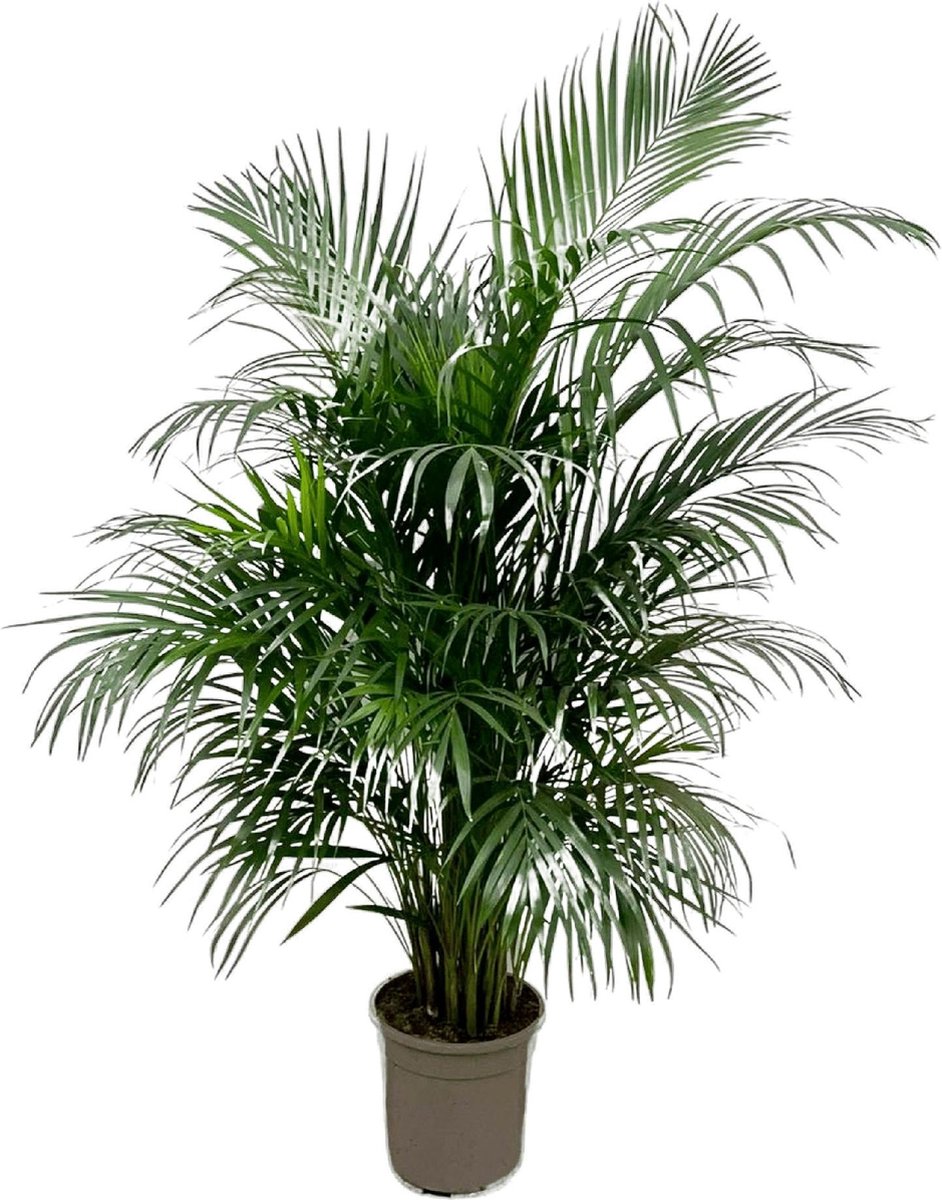 Dypsis Lutescens (Areca palm) 160 cm - ø24