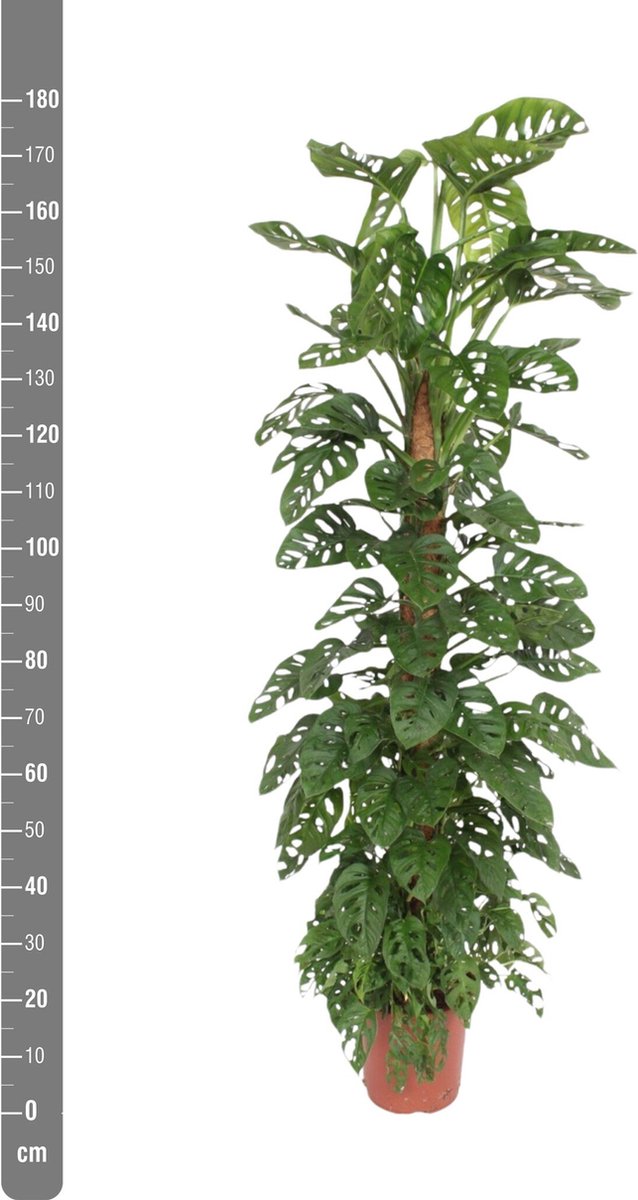 Monstera Monkey Leaf - 180cm