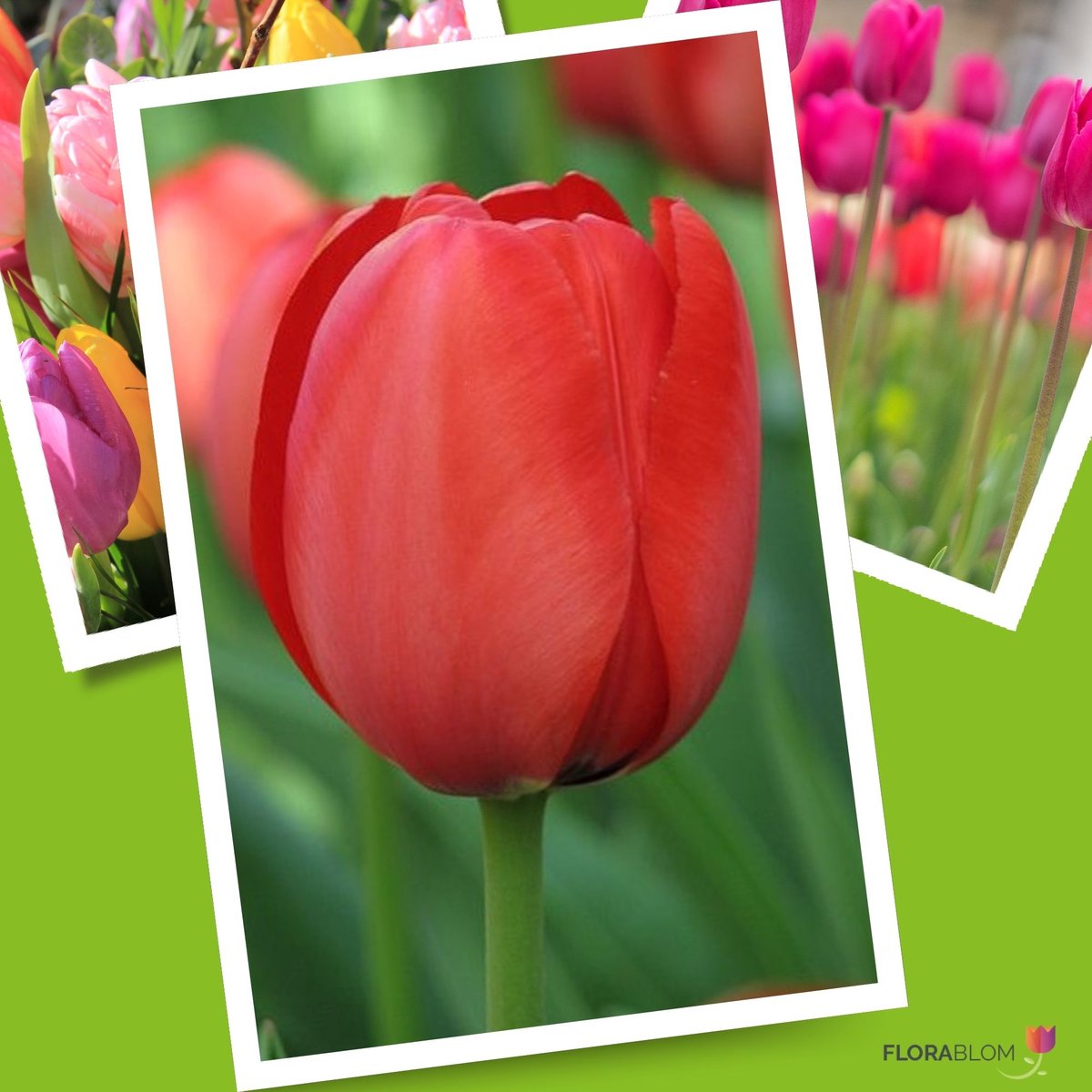 Tulp (Tulipa) - Red Impression Apeldoorn - Snijbloemen - Voorjaarsbollen - bloeit in April / Mei