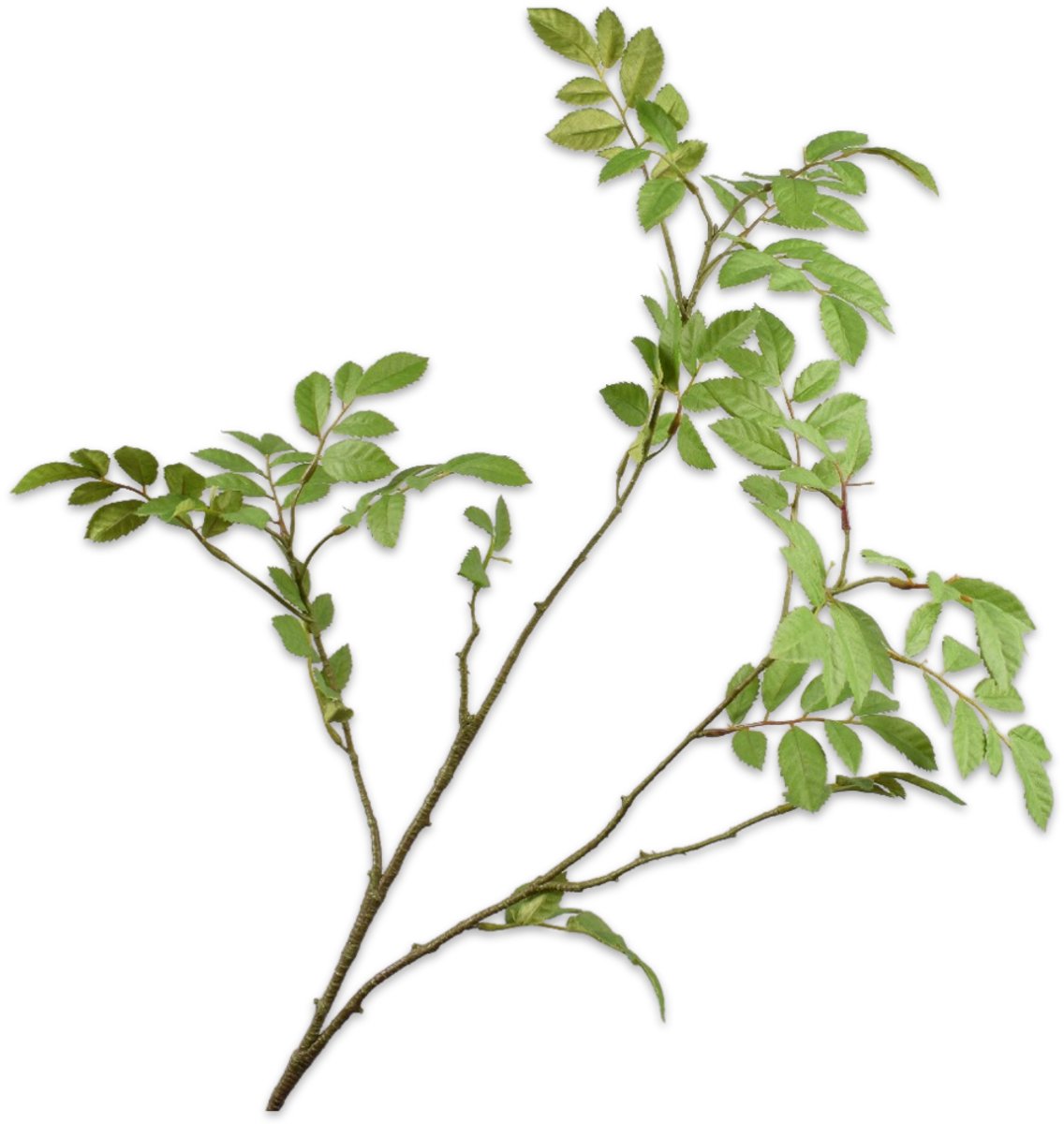 Silk-ka Kunstbloem - groen - H76 cm